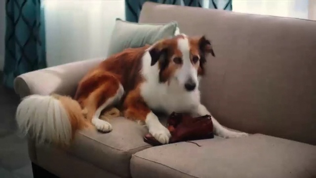 Video Reference: Dog, Mammal, Vertebrate, Dog breed, Canidae, Carnivore, Kooikerhondje, Companion dog, Sporting Group, Kromfohrländer