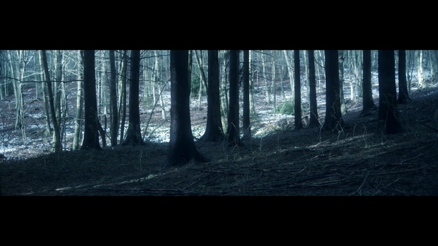 Video Reference: forest, nature, black, tree, woodland, woody plant, ecosystem, darkness, atmosphere, light