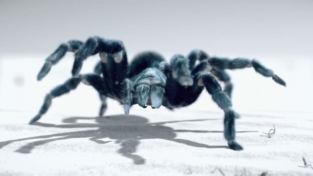 Video Reference: Spider, Tarantula, Arachnid, Invertebrate, Organism, Arthropod, Photography, Jumping, Ant, Fictional character