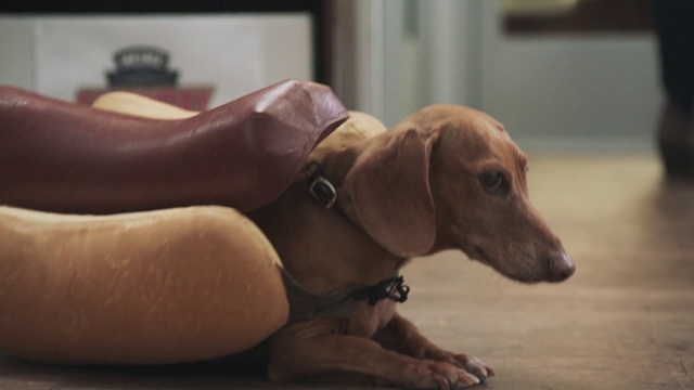 Video Reference: Dog, Vertebrate, Canidae, Mammal, Dog breed, Dachshund, Snout, Carnivore, Companion dog, Fawn