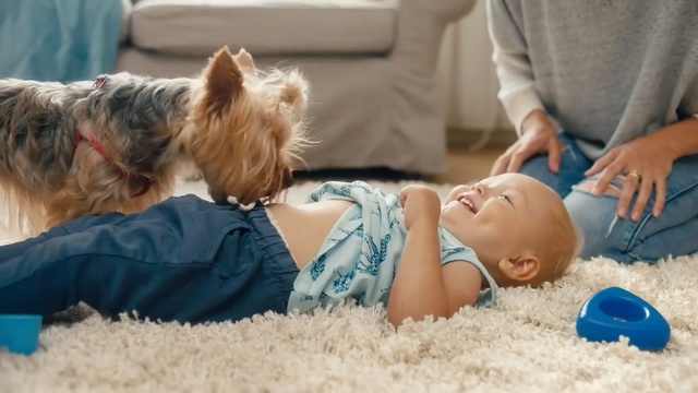 Video Reference: Dog, Canidae, Child, Dog breed, Yorkshire terrier, Companion dog, Sleep, Nap, Morkie, Norwich terrier