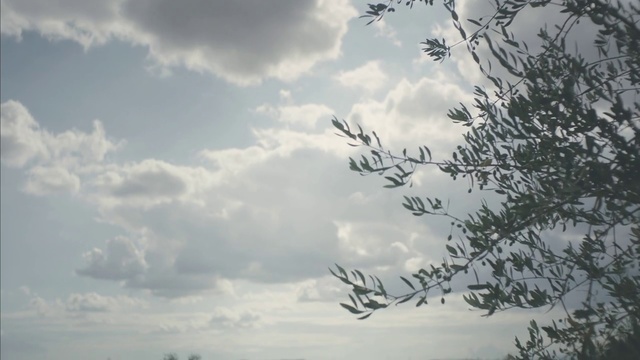Video Reference: Sky, Nature, Cloud, Daytime, Branch, Tree, Natural landscape, Atmospheric phenomenon, Morning, Atmosphere