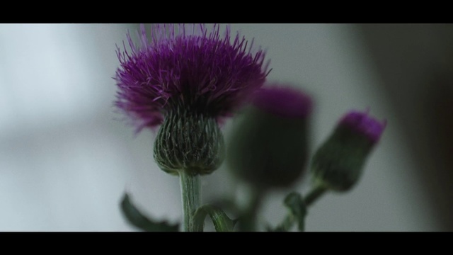 Video Reference: Flowering plant, Flower, Plant, Thistle, Petal, Silybum, Spear thistle, Photography, Greater burdock, Daisy family