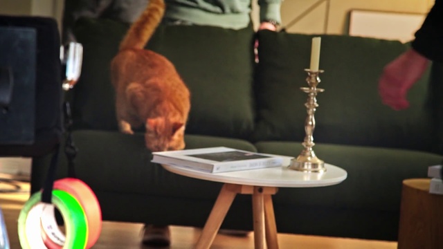 Video Reference: Arm, Table, Furniture, Room, Chair, Cat, Animation, Performance, Play, Sitting