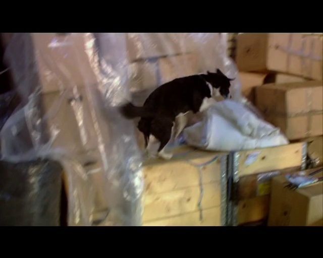 Video Reference: Cat, Felidae, Rat, Whiskers, Muridae, Animal shelter, Kitten, Fur, Small to medium-sized cats, Boston terrier, Person
