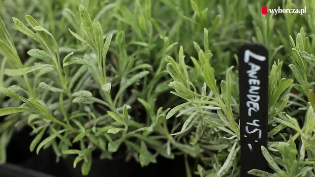 Video Reference: Flower, Plant, Rosemary, Herb, Grass, Leaf, Flowering plant, Summer savory, Southernwood, Tarragon