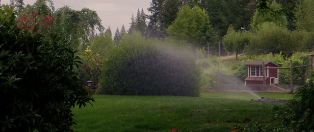 Video Reference: grass, vegetation, lawn, tree, leaf, morning, garden, plant, yard, landscape