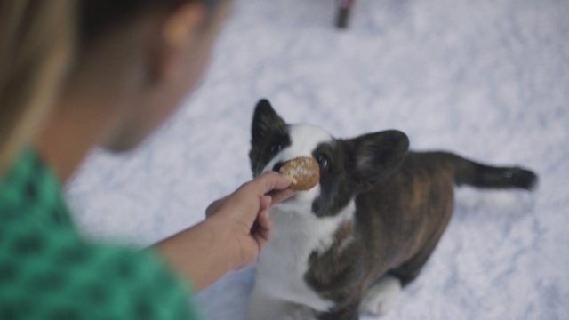 Video Reference: Cat, Felidae, Small to medium-sized cats, Carnivore, Canidae, Snout, Whiskers, Dog breed, Ear, Snow