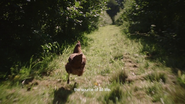 Video Reference: Nature, Vegetation, Grass, Green, Natural landscape, Natural environment, Leaf, Nature reserve, Wilderness, Tree