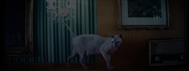 Video Reference: cat, mammal, small to medium sized cats, vertebrate, darkness, cat like mammal, window, whiskers, snout, night