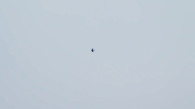 Video Reference: sky, air sports, flight, daytime, air show, atmosphere, line, cloud, parachute, aviation