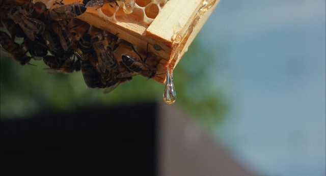 Video Reference: insect, membrane winged insect, macro photography, pollinator, twig