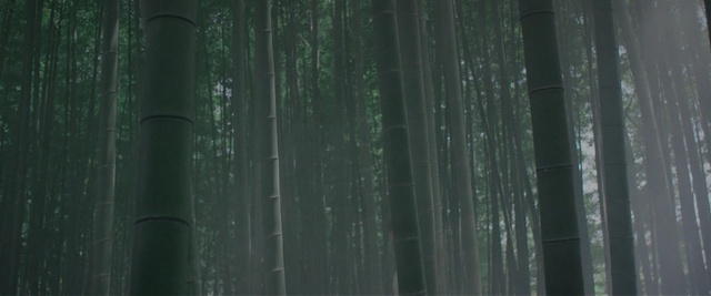 Video Reference: green, ecosystem, bamboo, forest, atmosphere, wood, biome, sunlight, line, tree