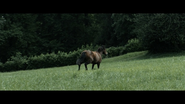 Video Reference: Mammal, Vertebrate, Wildlife, Pasture, Grass, Grazing, Grassland, Meadow, Terrestrial animal, National park