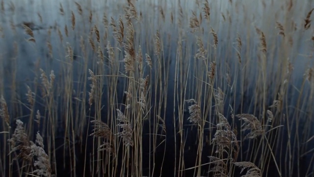Video Reference: phragmites, grass family, frost, grass, freezing, winter, water, wood, sunlight, formation