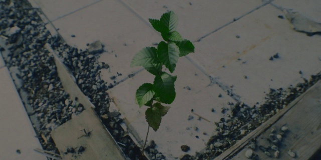 Video Reference: Leaf, Plant, Flower, Ivy