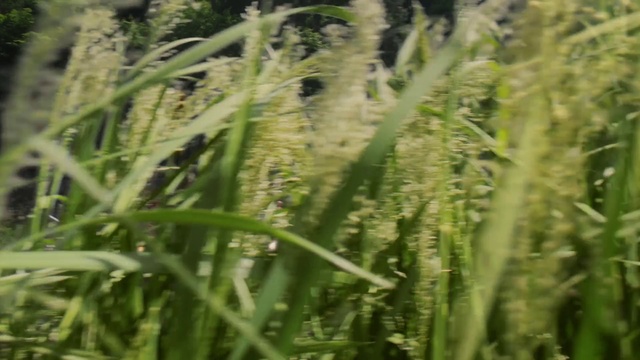 Video Reference: Plant, Grass, Flowering plant, Crop, Grass, Agriculture, Sweet grass, Flower, Food grain, Hierochloe, Person