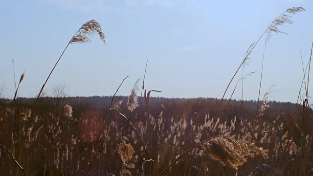 Video Reference: Phragmites, Grass, Plant, Grain, Prairie, Grass, Poales, Field, Crop, Plant stem, Person