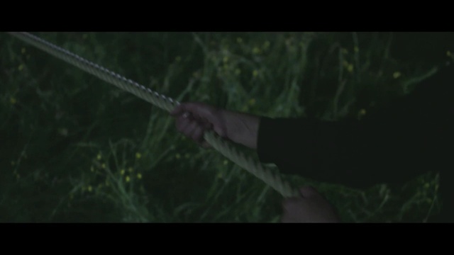 Video Reference: ecosystem, green, nature, grass, darkness, screenshot, atmosphere, grass family, biome, organism
