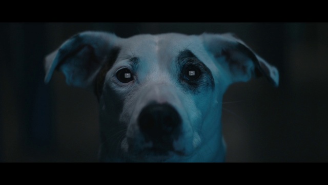 Video Reference: Mammal, Vertebrate, Dog breed, Dog, Canidae, Snout, Nose, Carnivore, Whiskers, Non-Sporting Group