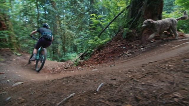 Video Reference: Bicycle, Vehicle, Trail, Mountain biking, Downhill mountain biking, Cycle sport, Mountain bike, Soil, Freeride, Woodland