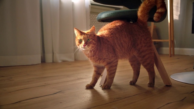 Video Reference: Cat, Mammal, Vertebrate, Small to medium-sized cats, Felidae, Whiskers, Carnivore, European shorthair, Tail, Domestic short-haired cat