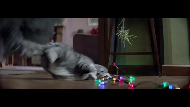 Video Reference: Cat, Mammal, Felidae, Small to medium-sized cats, Carnivore, Dog breed, Kitten, Canidae, Norwegian forest cat, Shih tzu