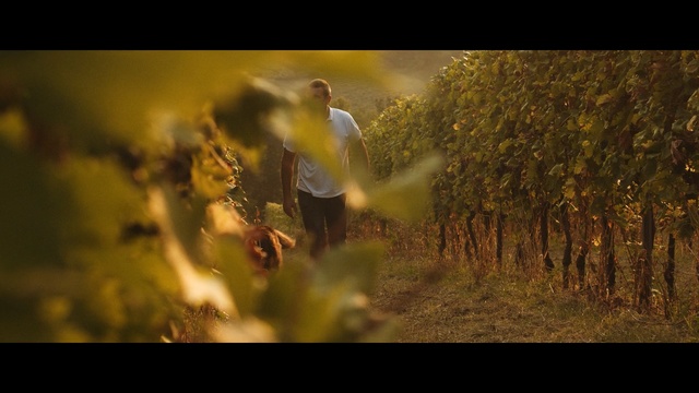 Video Reference: nature, yellow, tree, leaf, agriculture, grass, sunlight, photography, morning, field