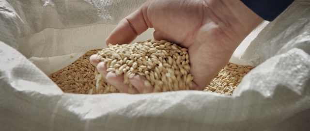 Video Reference: hand, commodity, food grain, grass family, ingredient