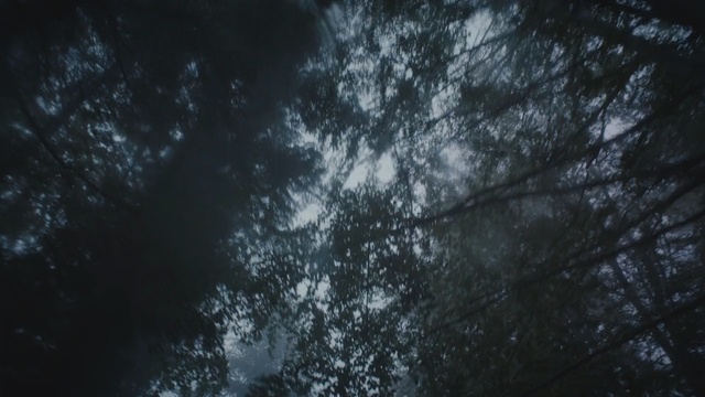 Video Reference: Sky, Nature, Black, Atmosphere, Tree, Atmospheric phenomenon, Natural environment, Darkness, Blue, Branch
