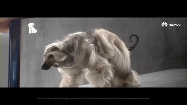 Video Reference: Dog breed, Borzoi, Afghan hound, Dog, Canidae, Sighthound, Carnivore, Snout, Saluki, Silken windhound