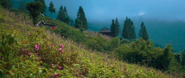Video Reference: Vegetation, Nature, Hill station, Natural landscape, Wilderness, Mountainous landforms, Natural environment, Tropical and subtropical coniferous forests, Nature reserve, Mountain