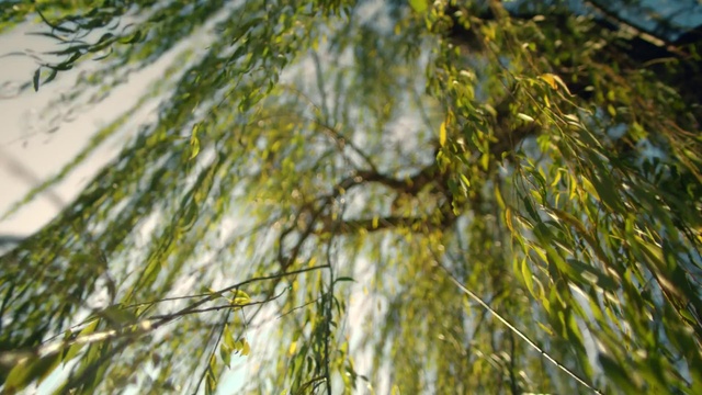 Video Reference: Nature, Tree, Vegetation, Plant, Grass family, Branch, Woody plant, Grass, Sunlight, Terrestrial plant