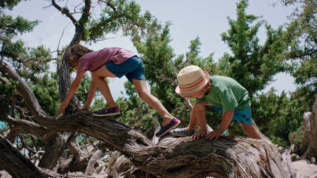 Video Reference: Tree, Woody plant, Plant, Wood, Adaptation, Forest, Soil