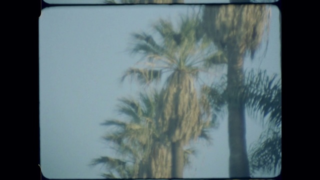 Video Reference: Tree, Palm tree, Arecales, Woody plant, Sky, Painting, Plant, Drawing, Landscape, Media