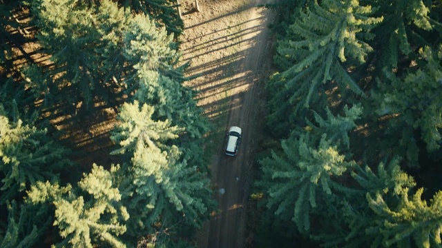 Video Reference: tree, vegetation, plant, biome, evergreen, fir, conifer, branch, forest, spruce