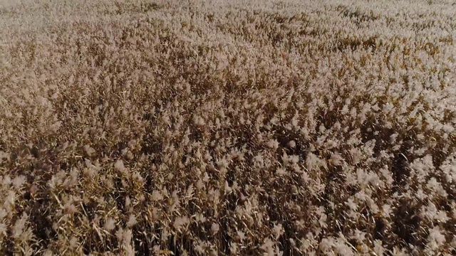Video Reference: Field, Grass, Plant, Crop, Brown, Grass family, Soil, Agriculture, Cash crop, Flower