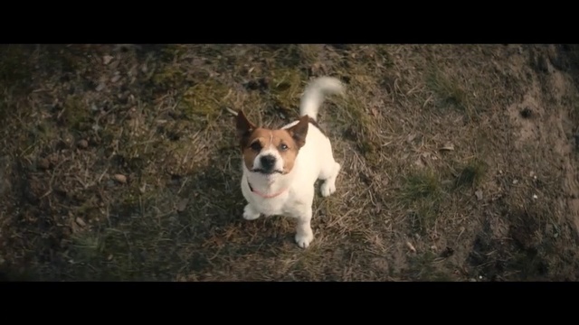Video Reference: Dog, Mammal, Vertebrate, Dog breed, Canidae, Carnivore, Welsh Corgi, Pembroke welsh corgi, Jack russell terrier, Russell terrier