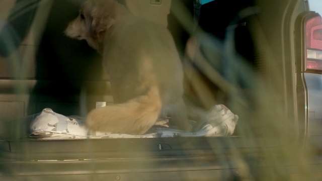 Video Reference: Sporting Group, Retriever, Canidae, Art, Weimaraner