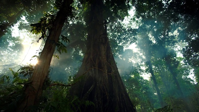 Video Reference: Tree, Old-growth forest, Forest, Nature, Vegetation, Natural environment, Redwood, Jungle, Sunlight, Valdivian temperate rain forest