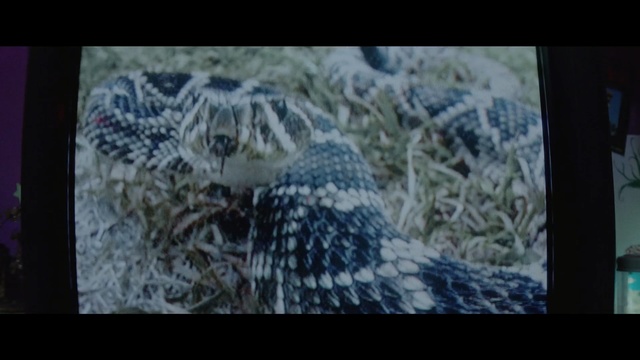 Video Reference: Wildlife, Snow leopard, Adaptation, Organism, Bird of prey, Reptile, Big cats, Owl