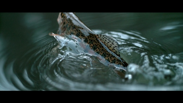 Video Reference: Water, Wildlife, Organism, Adaptation, Beak, Bird