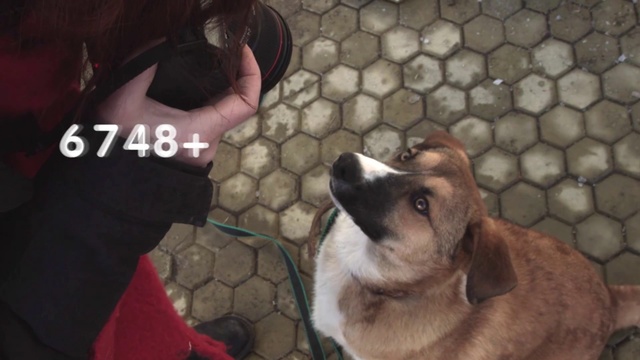 Video Reference: Dog breed, Dog, Canidae, Nose, Snout, Carnivore, Fawn, Sporting Group, Ancient dog breeds, Street dog