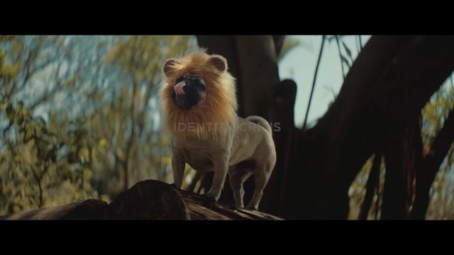 Video Reference: fauna, wildlife, snout, screenshot, computer wallpaper, Person
