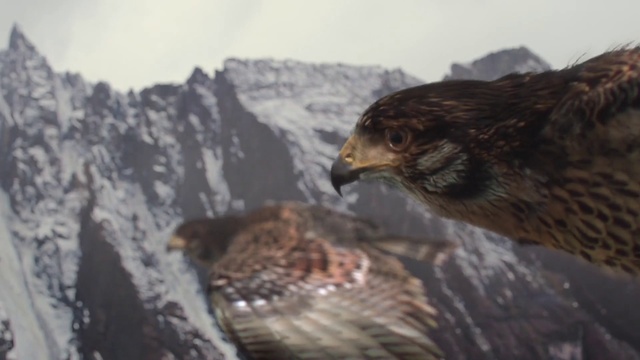 Video Reference: Vertebrate, Bird, Beak, Golden eagle, Bird of prey, Buzzard, Eagle, Hawk, Accipitriformes, Accipitridae