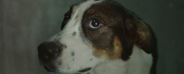 Video Reference: Dog, Vertebrate, Dog breed, Canidae, Mammal, Nose, Carnivore, Snout, Sporting Group, Drentse patrijshond