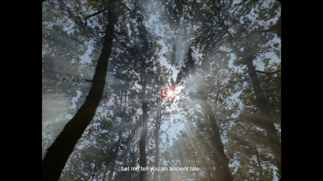 Video Reference: Nature, Water, Tree, Natural environment, Organism, Forest, Plant, Photography, Darkness