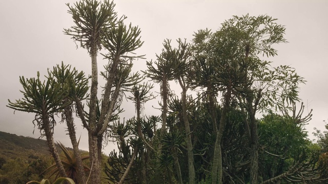 Video Reference: Tree, Vegetation, Plant, Woody plant, lodgepole pine, Terrestrial plant, Jack pine, red pine, Evergreen, Forest