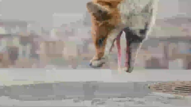 Video Reference: dog, dog like mammal, mammal, dog breed group, dog breed, snout, shiba inu, shoe, carnivoran, fur