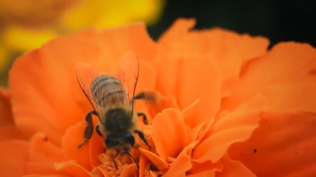 Video Reference: Honeybee, Insect, Bee, Macro photography, Orange, Pollen, Petal, Membrane-winged insect, Flower, Invertebrate, Person